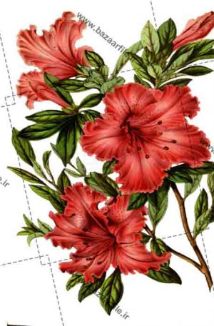 عکس گل png