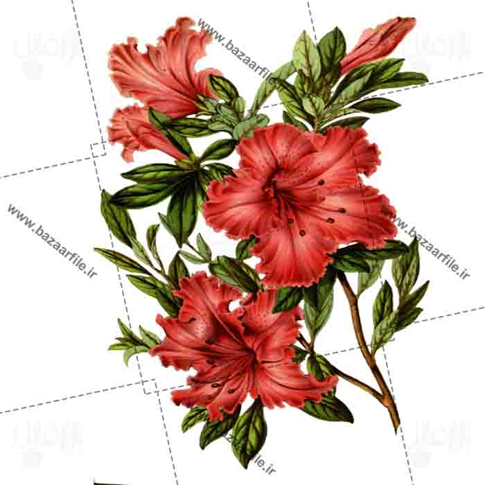 عکس گل png