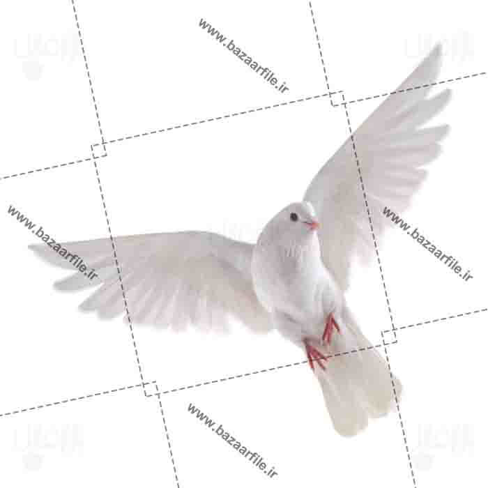 دانلود تصویر PNG پرواز پرنده