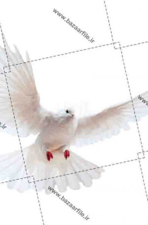 دانلود عکس PNG پرواز پرنده