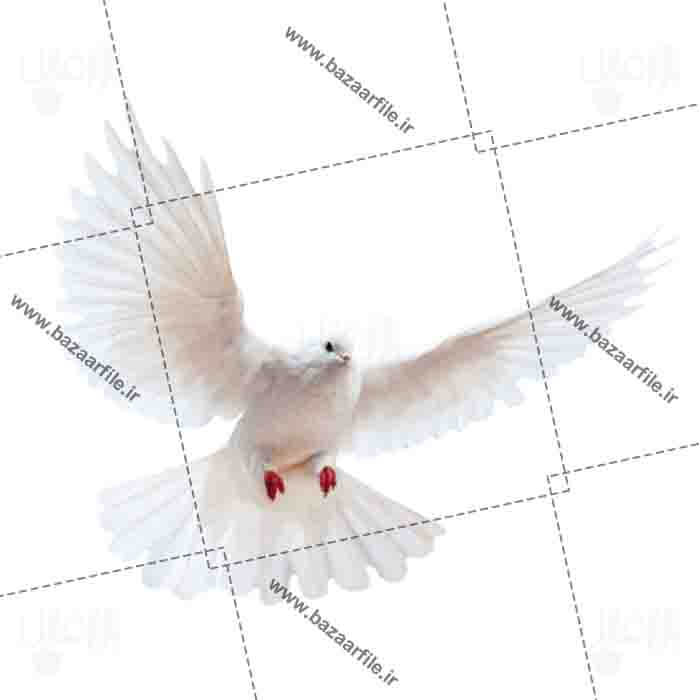 دانلود عکس PNG پرواز پرنده
