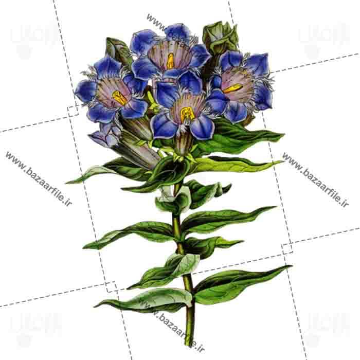 دانلود فایل دوربری png نقاشی گل