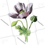 دانلود گل فانتزی دوربری png