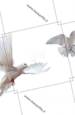 فایل پرنده در حال پرواز