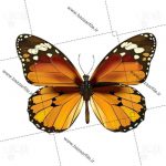 پروانه طرح دار قهوه ای png