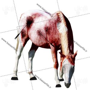 تصویر png اسب تیر خورده
