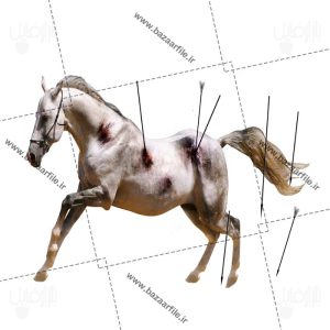 تصویر png اسب تیر خورده نماد اسب امام حسین