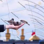 تصویر پرنده ها و کربلا