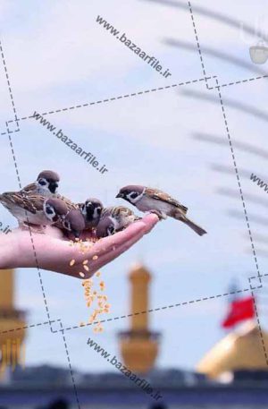 تصویر پرنده ها و کربلا