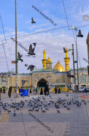 تصویر کبوتر های کربلا