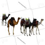 فایل png کاروان شتر