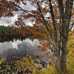 تصویر دریاچه و درخت ها