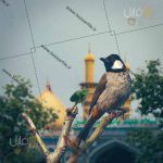 تصویر پرنده و کربلا