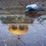 تصویر کبوتر حرم