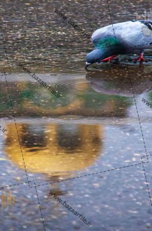 تصویر کبوتر حرم