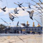 تصویر کبوتر ها حرم امام حسین ع