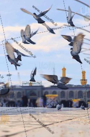 تصویر کبوتر ها حرم امام حسین ع