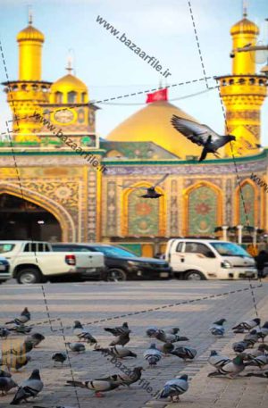 دانلود عکس کبوتر ها کربلا