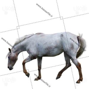 تصویر png اسب سفید