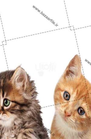 تصویر png دو گربه