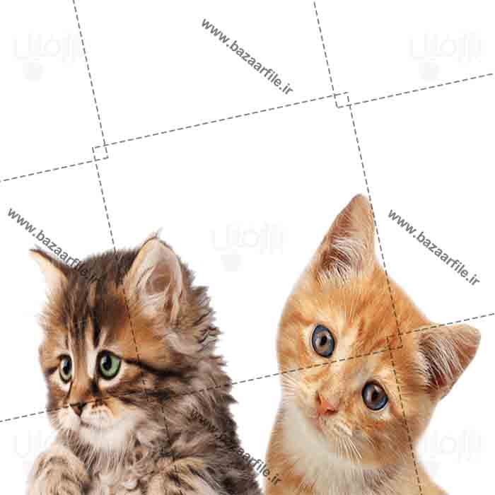 تصویر png دو گربه