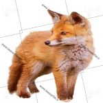 تصویر png روباه
