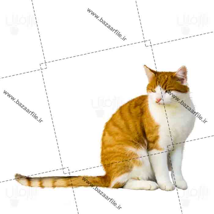 تصویر png گربه