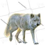 تصویر png گرگ سفید
