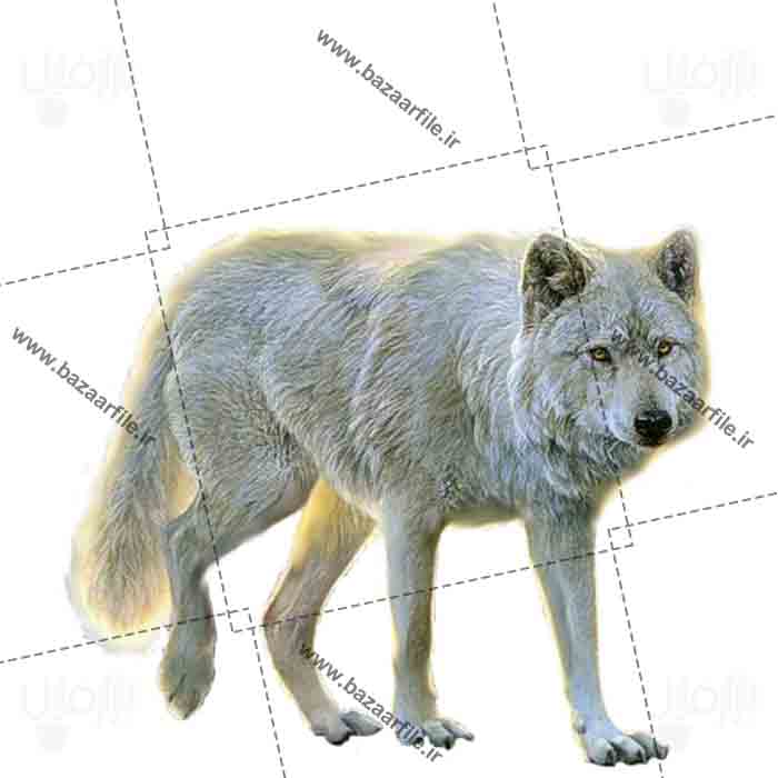 تصویر png گرگ سفید