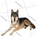 تصویر png گرگ نشسته