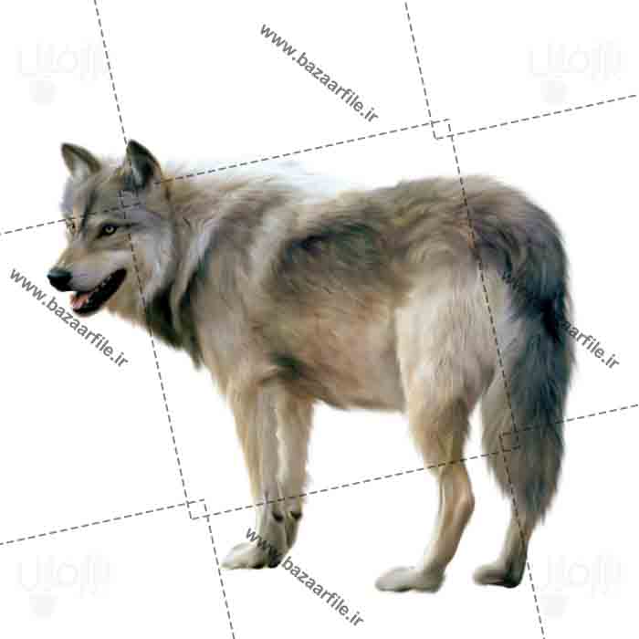 تصویر png گرگ پشمالو