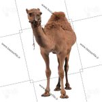 تصویر شتر فرمت png