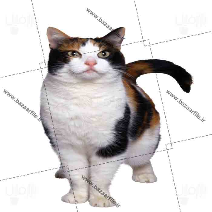 تصویر گربه فرمت png