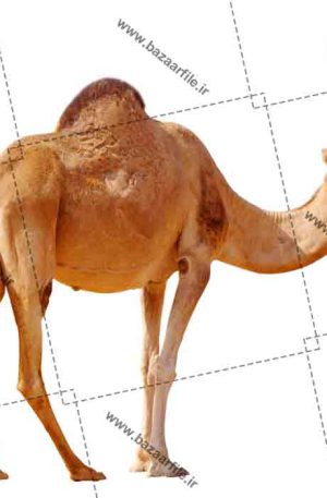 دانلود تصویر png شتر