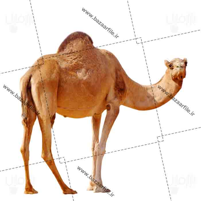 دانلود تصویر png شتر