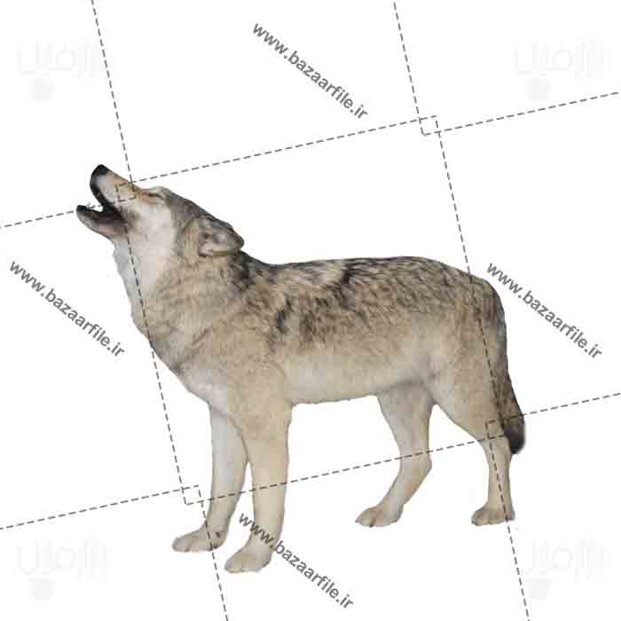 دانلود تصویر png گرگ