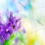 تصویر گل زیبا