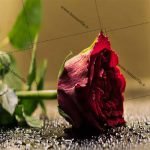 دانلود تصویر گل رز