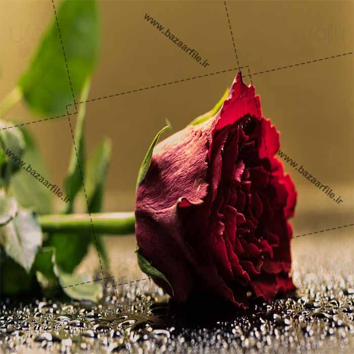 دانلود تصویر گل رز