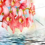 عکس زیبای ارکیده