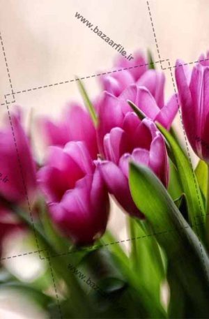 عکس فوق العاده زیبا از گل لاله
