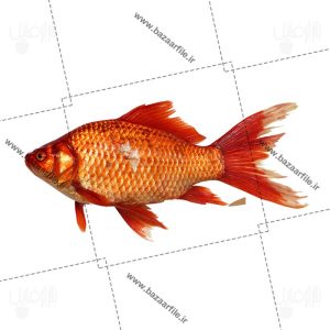 تصویر png ماهی قرمز عید نوروز