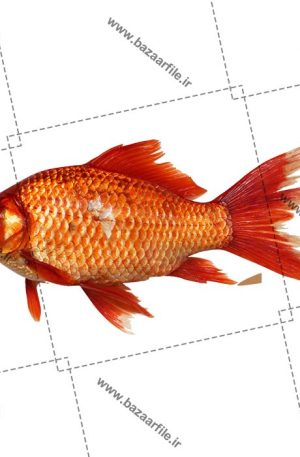 تصویر png ماهی قرمز عید نوروز