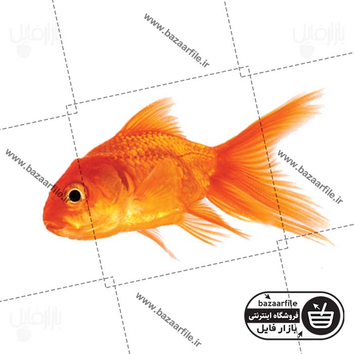 تصویر png ماهی قرمز